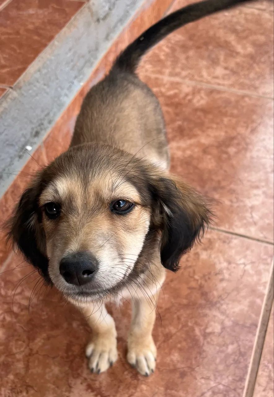 Doa-se cachorrinha 