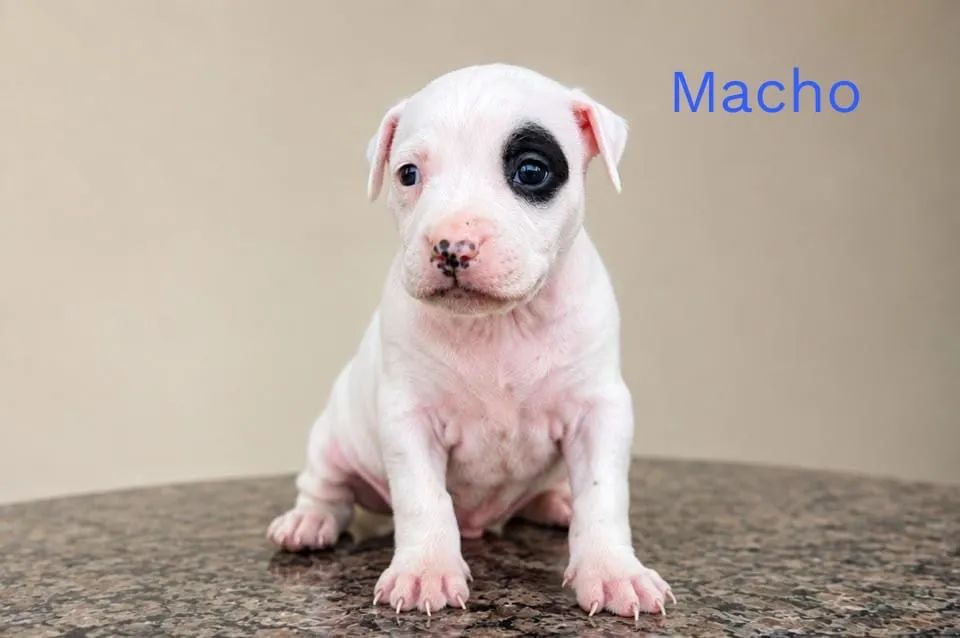 Pitbull Filhote  - Foto 2