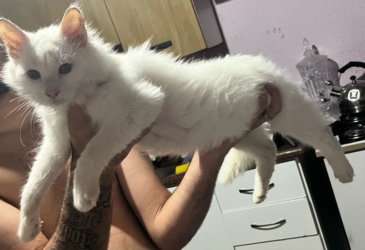 Gato angorá macho  - Foto 2