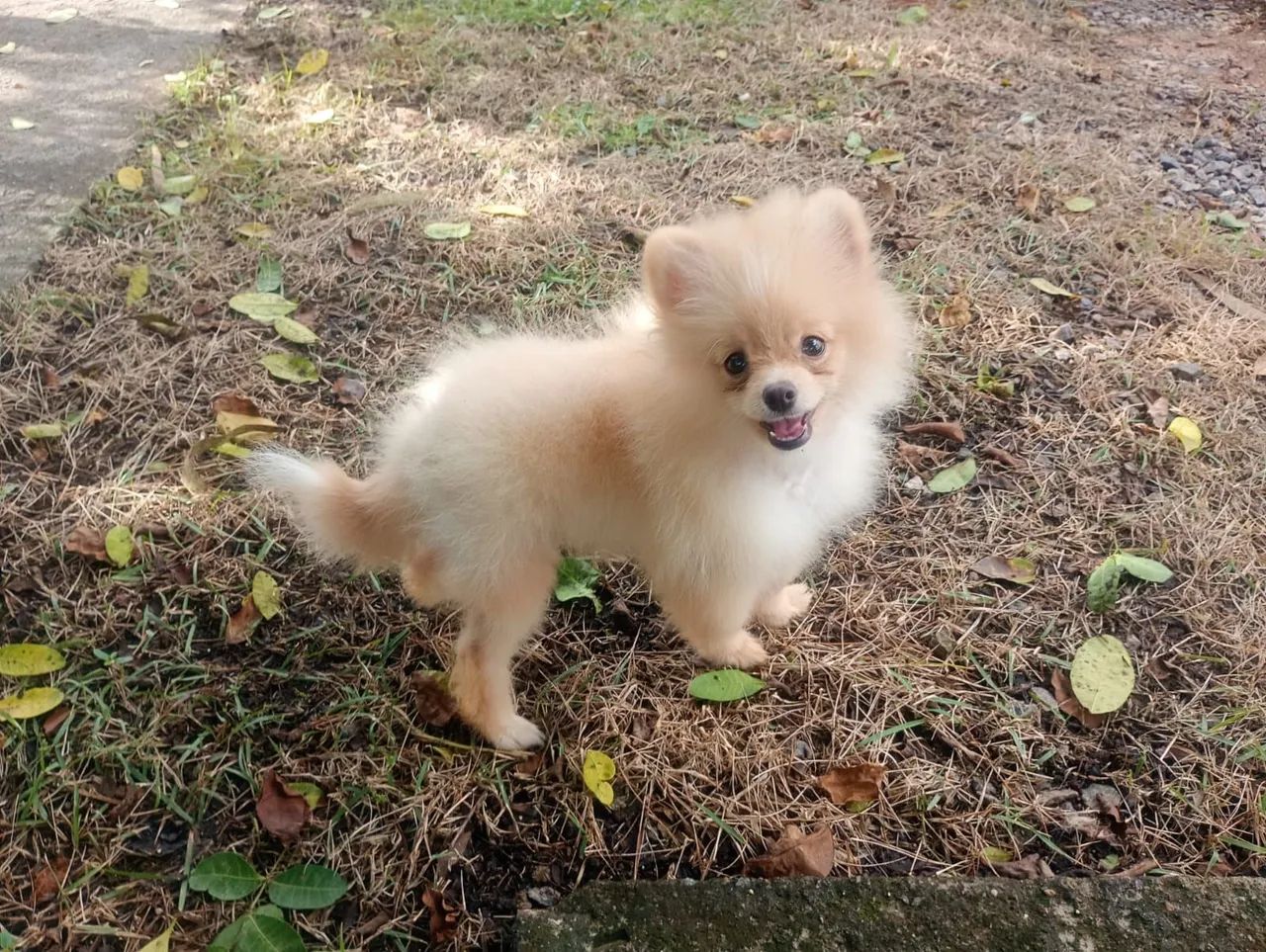 Spitz alemão macho  - Foto 2