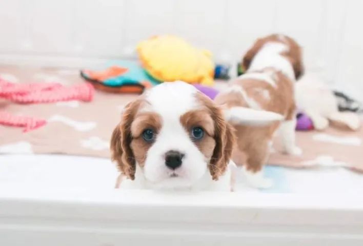 Cavalier King com Garantia em Contrato - Foto 2