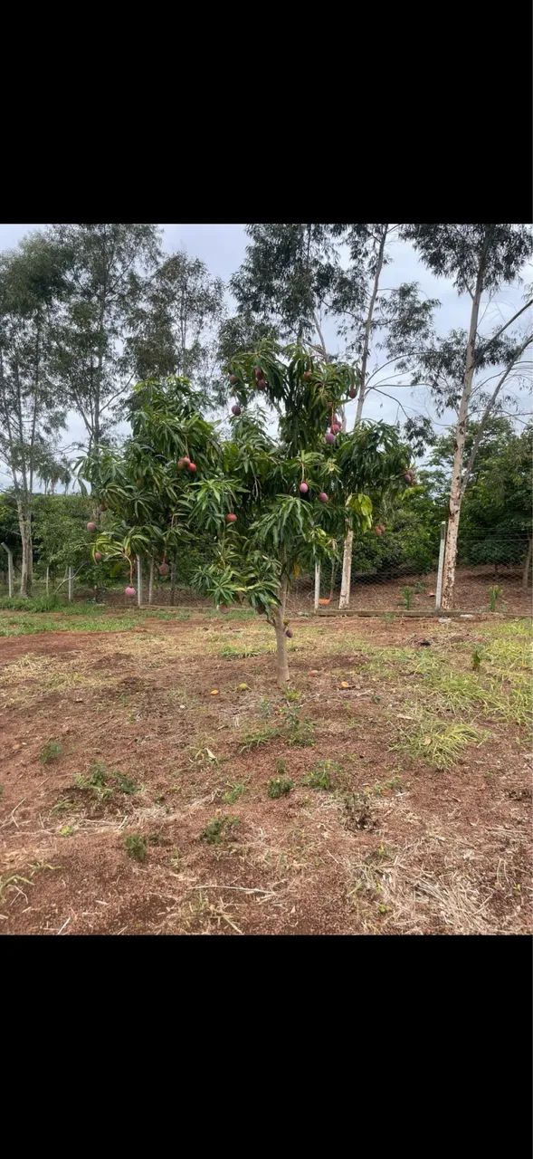CHÁCARA BONFINÓPOLIS  - Foto 4