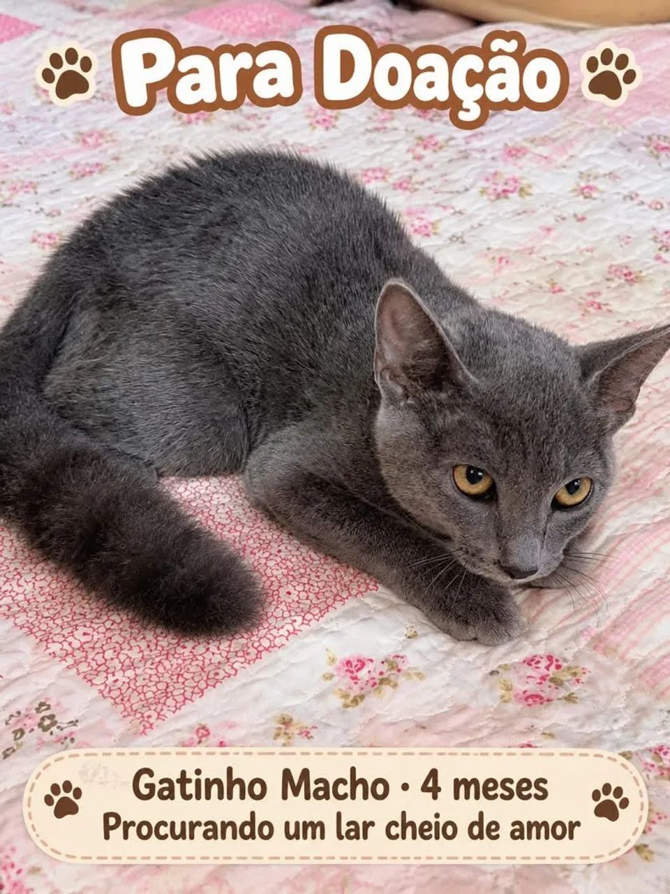Adoção responsável gatinhos 