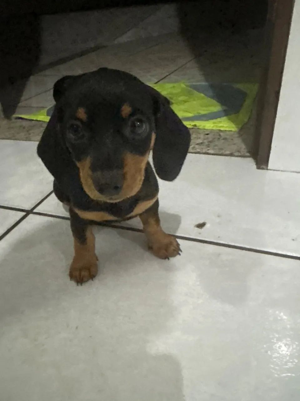 Daschunds - Foto 5