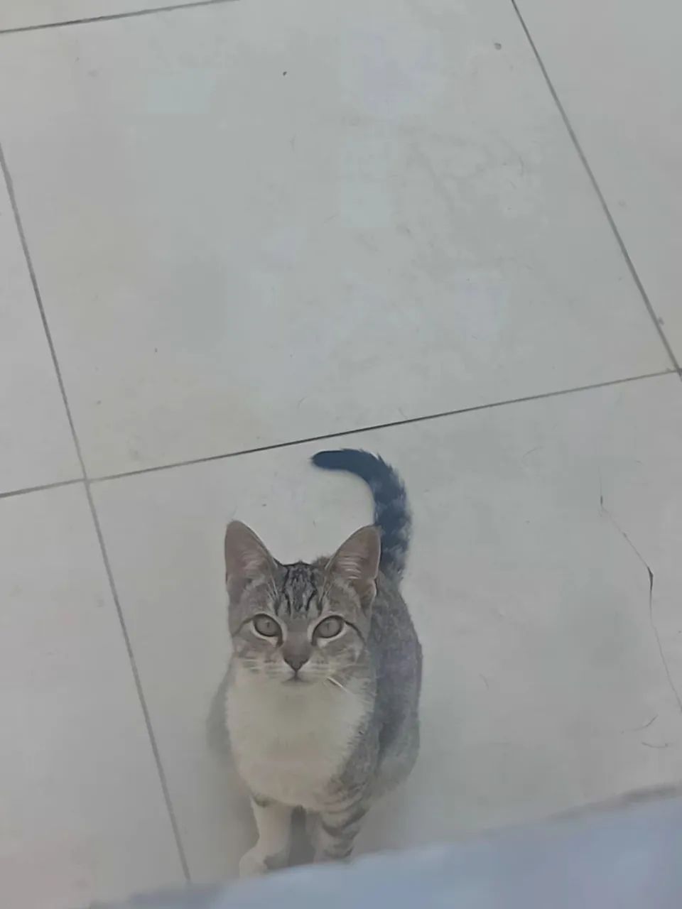 Doaç ão de uma linda gatinha - Foto 2