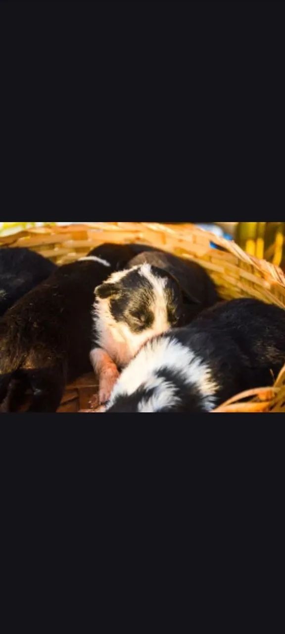 Border collie  - Foto 5