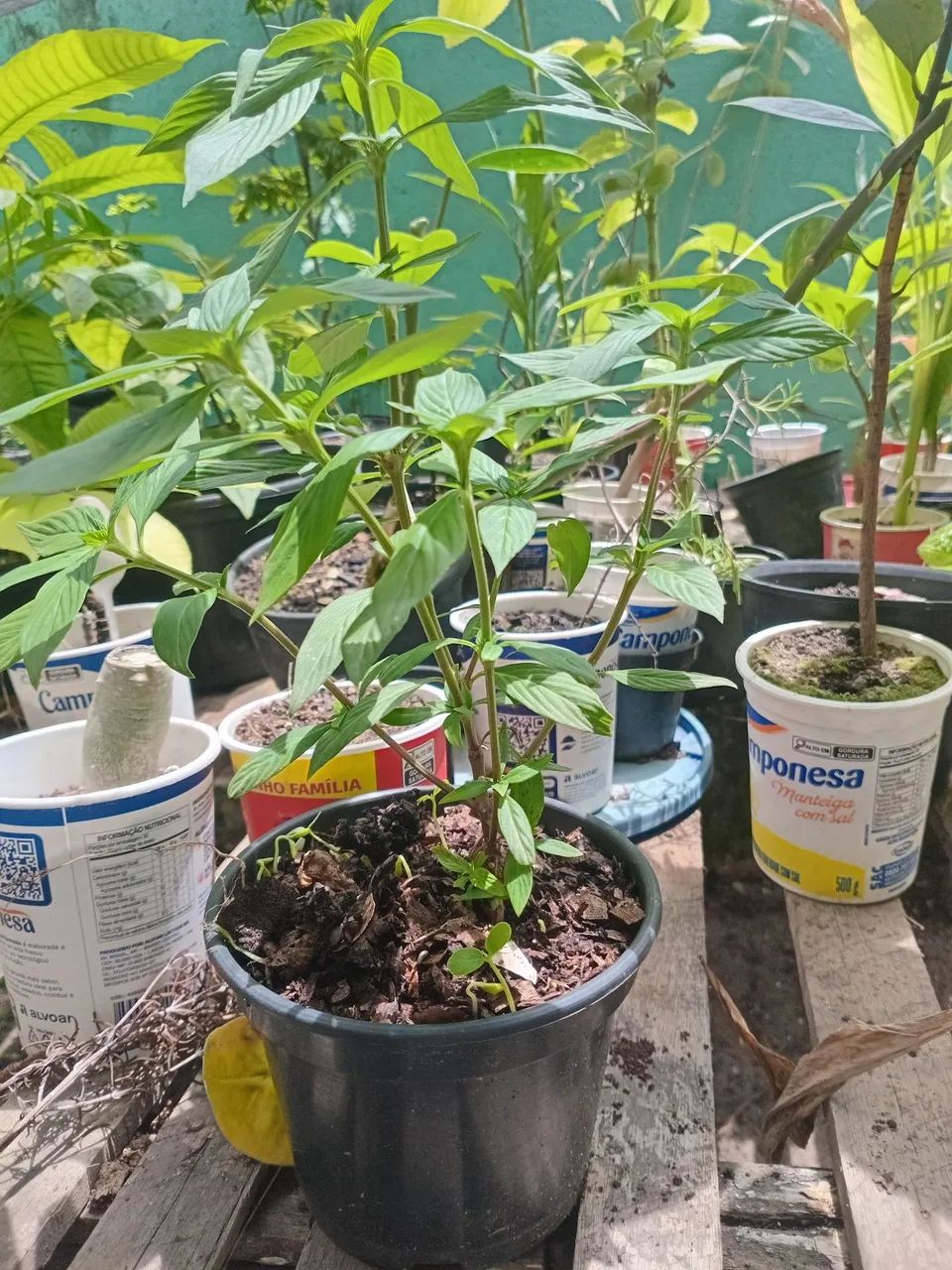 Planta Chanana - Foto 2
