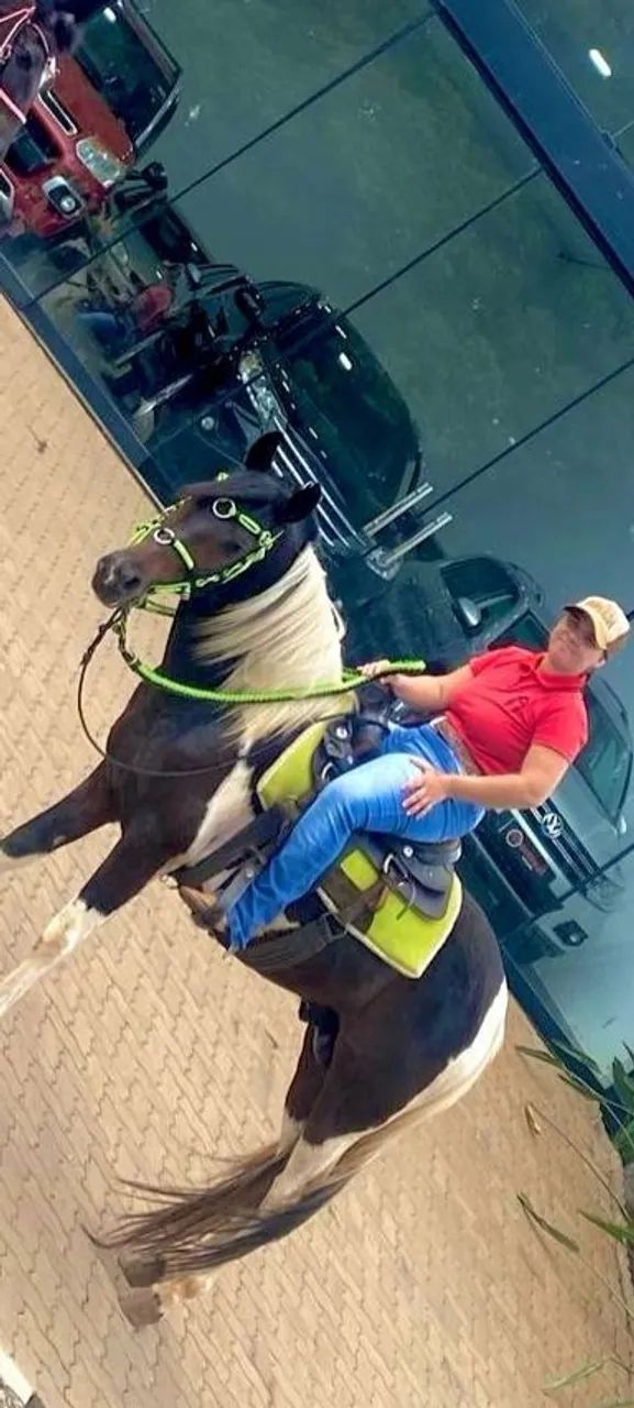 pampa de preto garanhão 5 anos ou troco por égua pamp d preto ou aceito cavalo menos valor