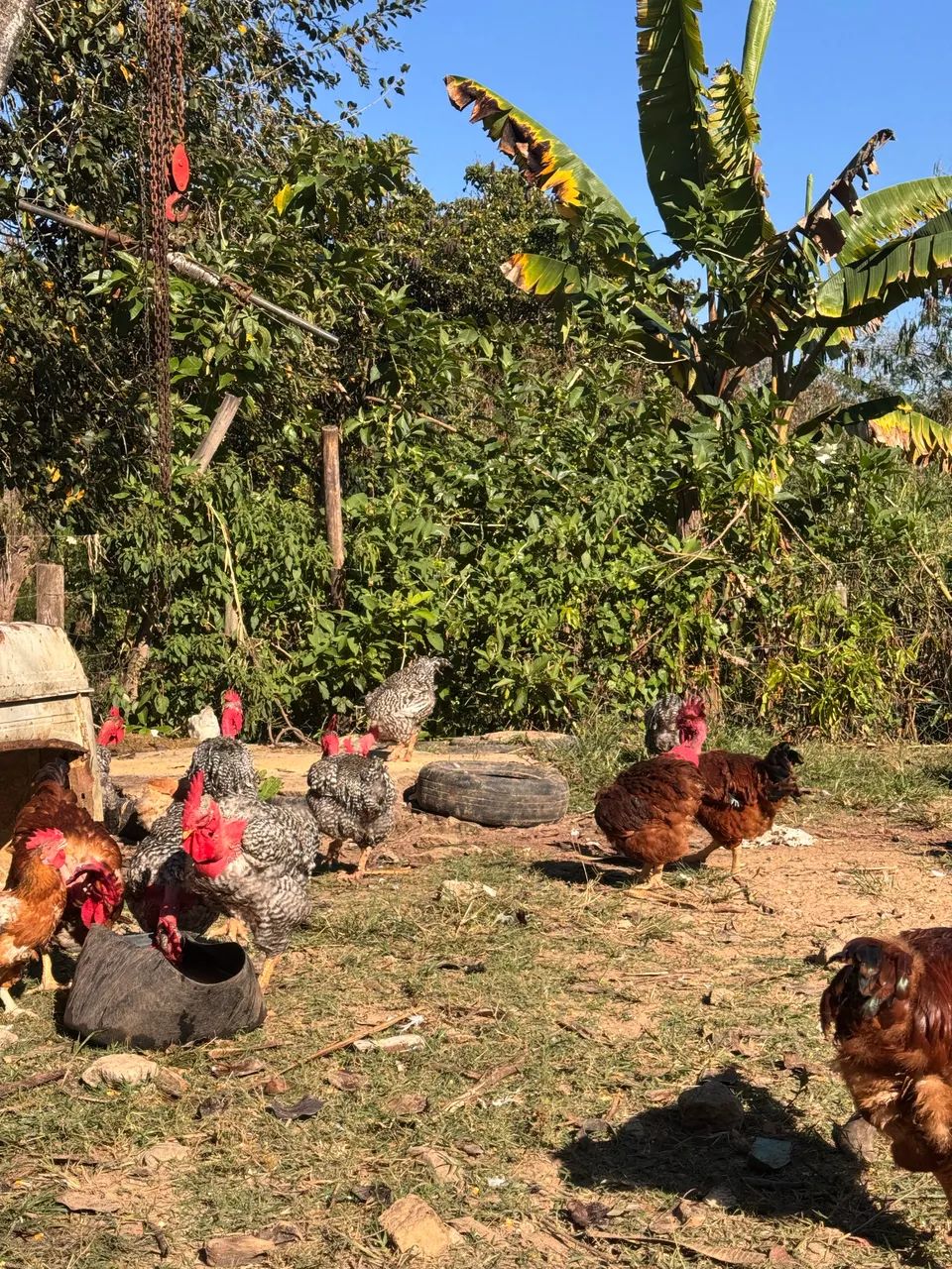 Galos caipiras - Foto 4