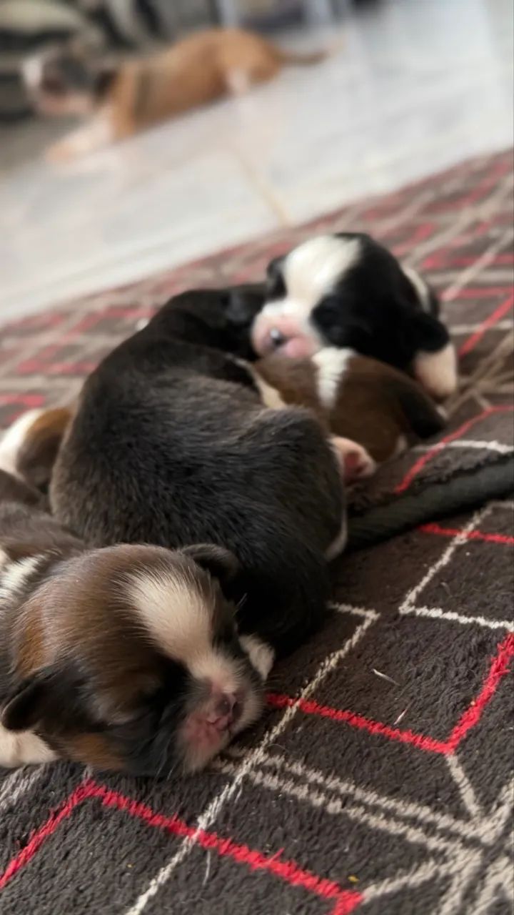 Shih-tzu  - Foto 2