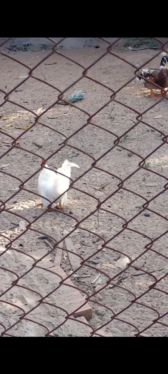 Vendo esse lindo frango Nagazak  - Foto 2