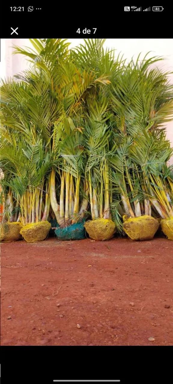 Areca bambu 