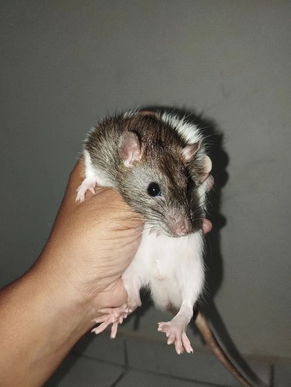 Ratos Twister  - Foto 2