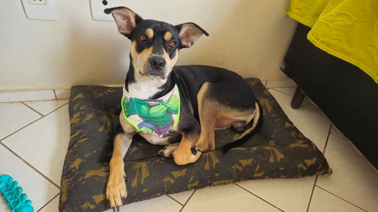 Cachorro vira-lata - Foto 5