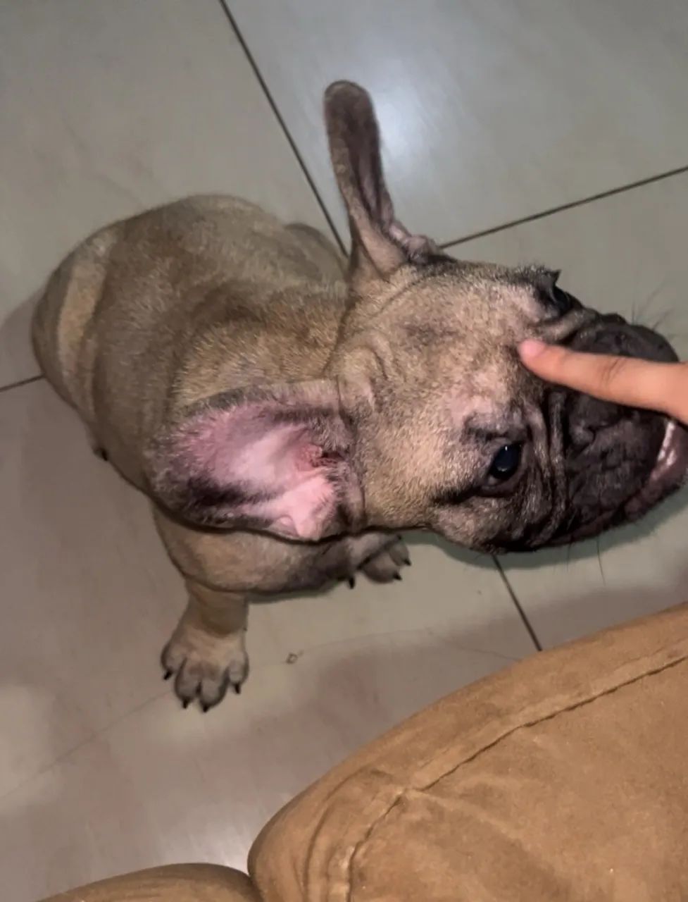 Bulldog francês macho - Foto 2
