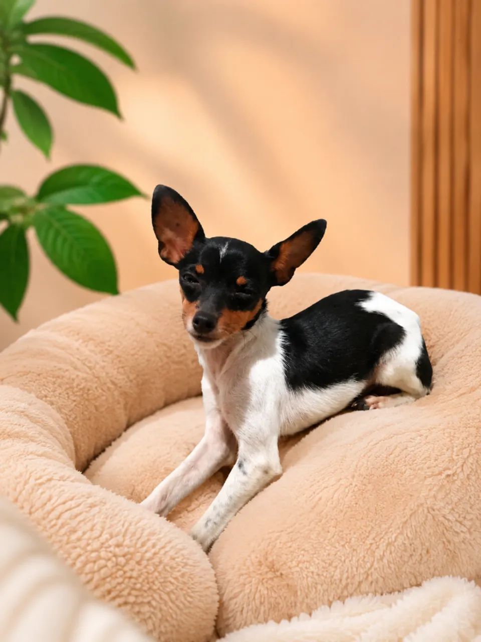 Pinscher Macho(pai e mãe 0)  - Foto 3