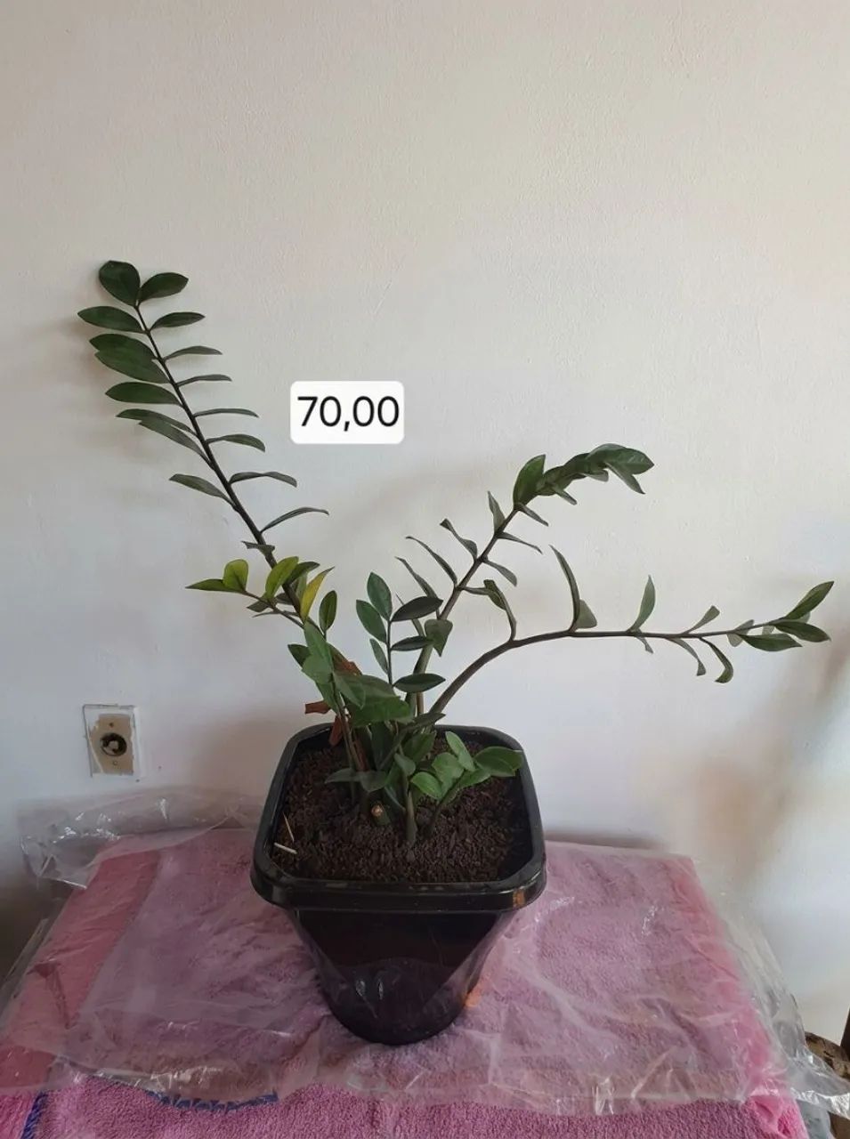 Planta Zamioculca 