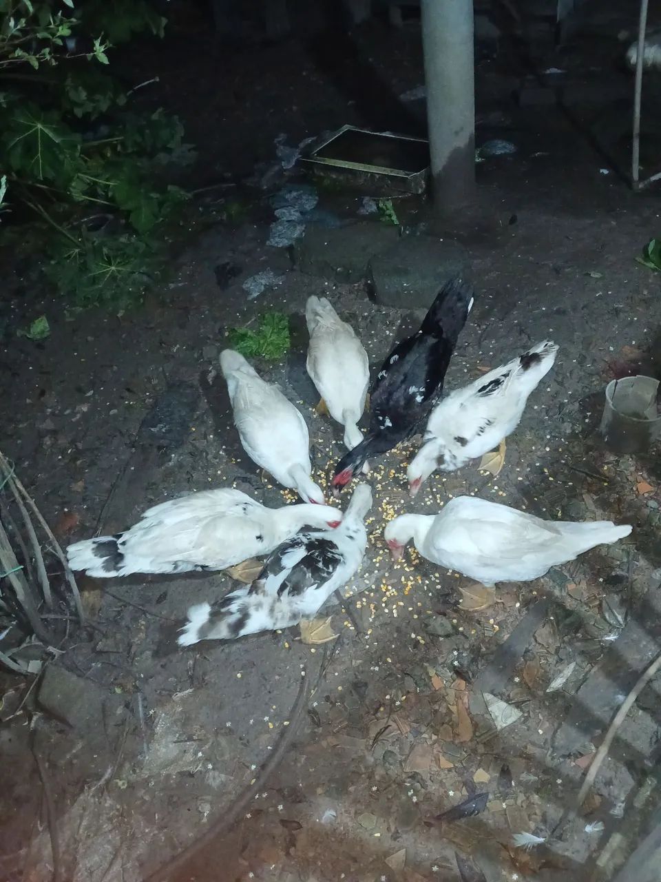Vendo esse 7  Patos  - Foto 2