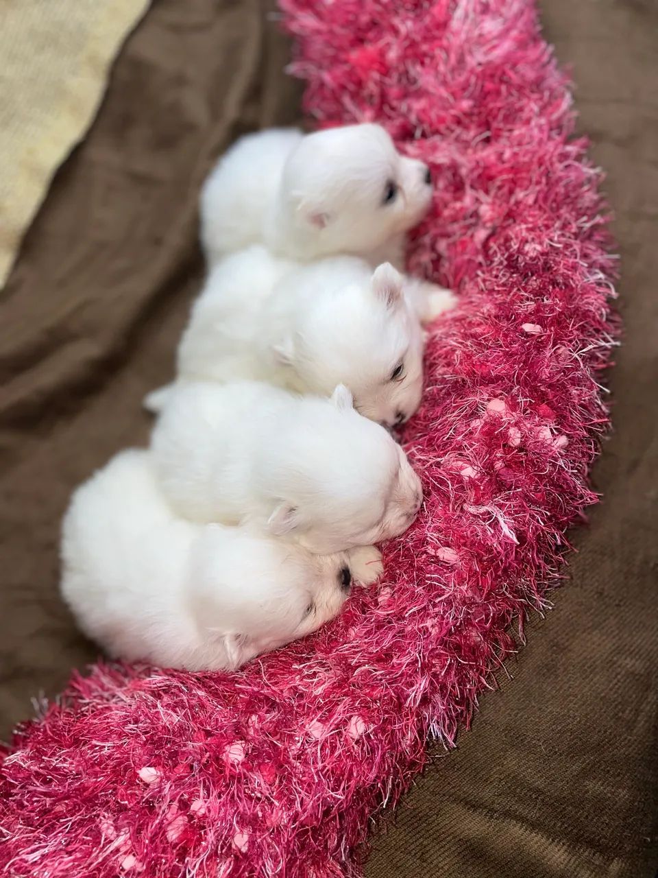Lulu da Pomerânia fêmeas - Foto 6