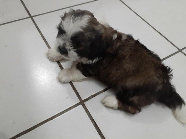Filhotes de shippo