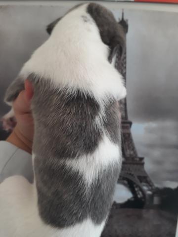 Maravilhosa fêmea whippet cinza azul e branca - Foto 2