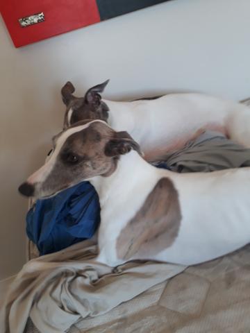 Maravilhosa fêmea whippet cinza azul e branca - Foto 3