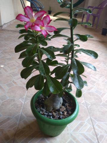Rosa do deserto 40 reais - Foto 2