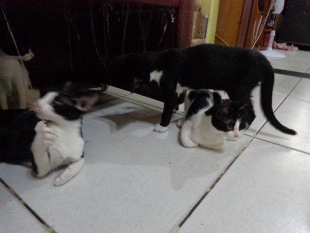 Doação Gato filhotes saudáveis - Foto 3