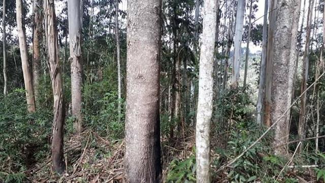 Vende-se terreno na localidade do craveiro - Foto 3