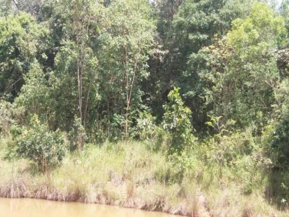 Chácara à venda com 3 dormitórios em Zona rural, Cezarina cod:em527 - Foto 3
