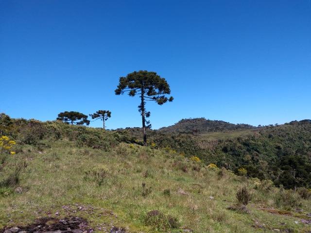 Sitio em Urubici/ área rural /chácara - Foto 5