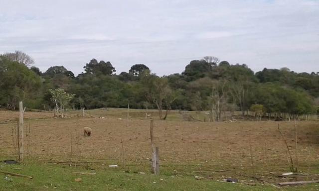 Ótim chácara geradora de rendimentos com 08 ha. - Foto 5
