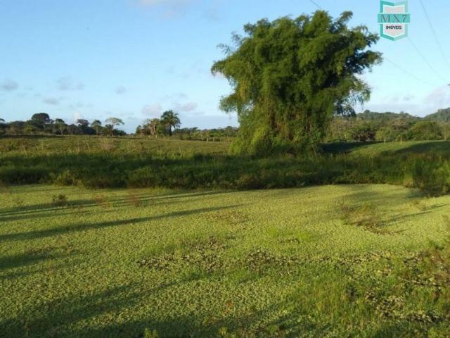 Fazenda plana, completa com 564 Hectares. Produção de Cacau e gado - Foto 16