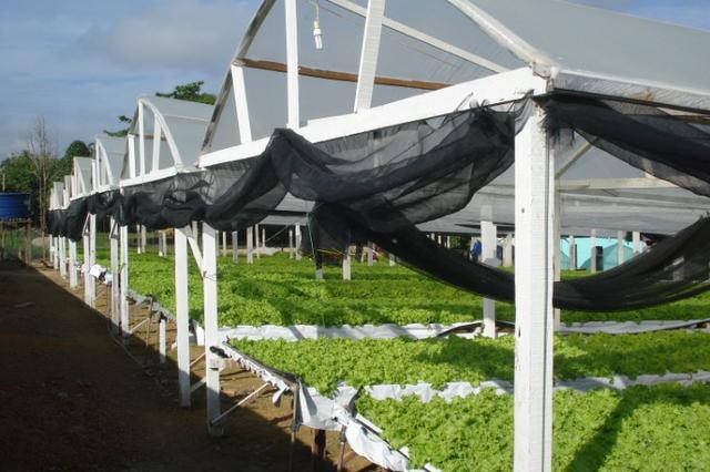 Hidroponia Alugo - Foto 3