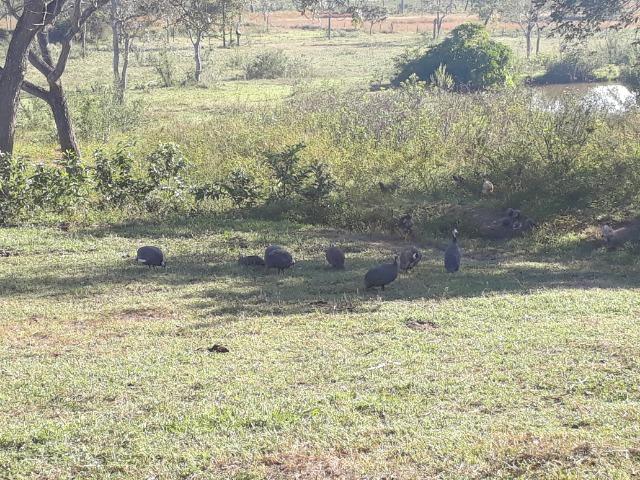 Chácara com caneiros, aves, tanque com peixes na BR 364 - Foto 8