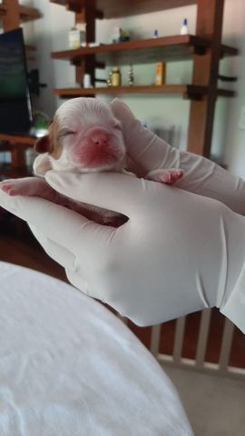Filhote shiguela tzu - Foto 2