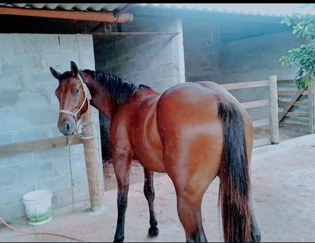 Vende-se égua quarto de milha