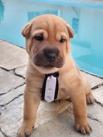 Oportunidade com Seguranca Sharpei Babys - Foto 4