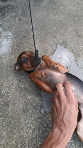 Pinscher Fêmea disponível para cruza - Foto 2