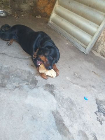 Cachorra a procura de namorado