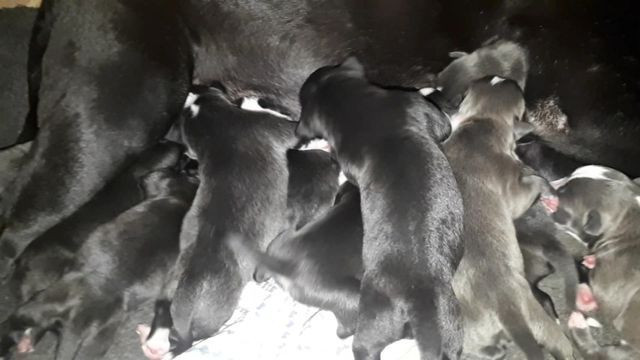 American Bully - Foto 6