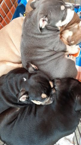 American Bully - Foto 3