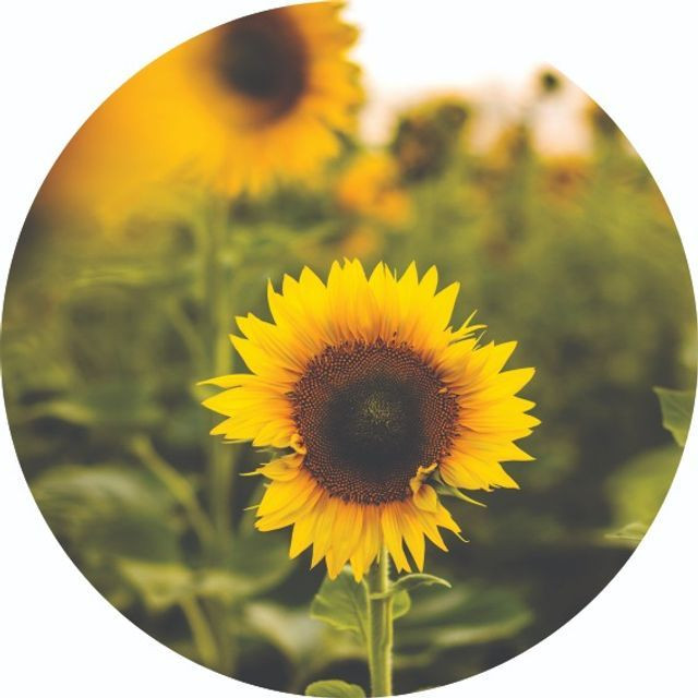 Adesivos decorativos - Foto 3