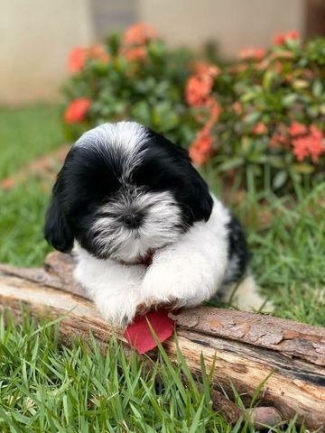 Microchipados Atestado de Saúde e Pedigree grátis Shih Tzu - Foto 4