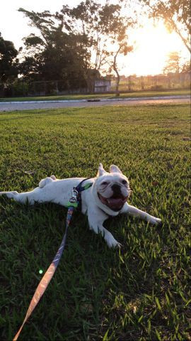 Procuro uma namorada Bulldog francês - Foto 2