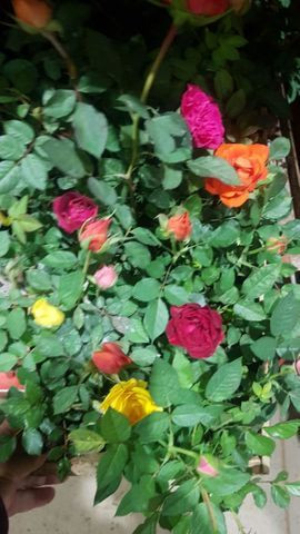 Plantas - Foto 2