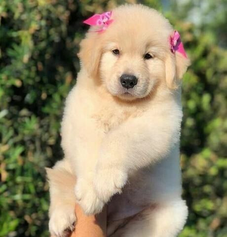 Golden Retriever- filhotes disponíveis alto padrão macho e fêmea disponível - Foto 2
