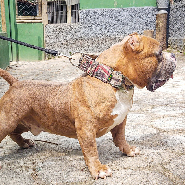 American Bully Pocket Extreme Cobertura - Foto 3