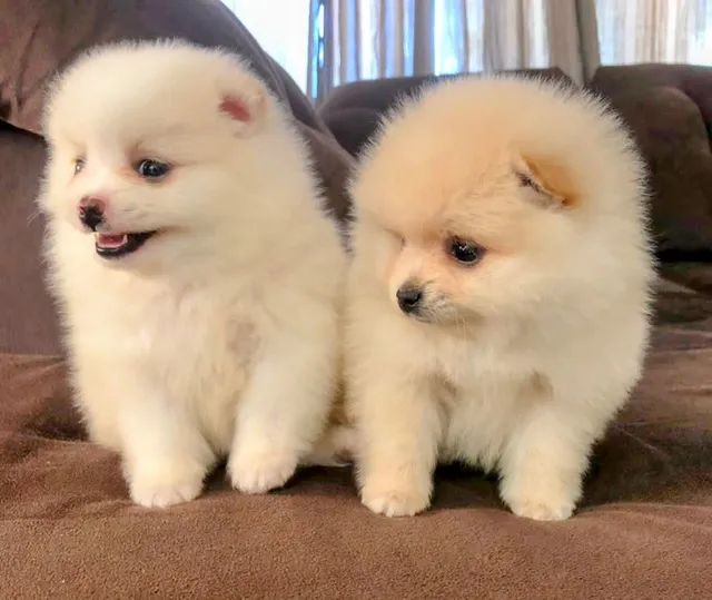 Lindos machinhos de Spitz alemão 45 dias 