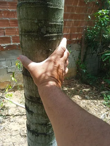 Palmeira imperial